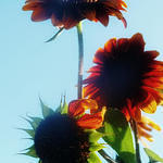 Halo Sunflowers