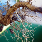 Stalk Roots
