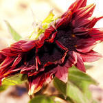 Folded Red Sunflower