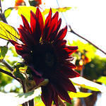Red Glow Sunflower