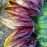 Sunflower Petal Drops