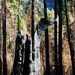 Yosemite Charred